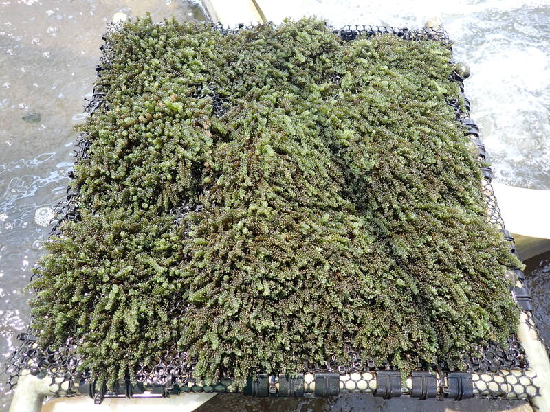 碳封存涉及地下地質構造等複雜的技術過程，要確保操作的安全性，並防範可能的環境風險。圖為「大型藻類養殖與碳匯技術研究計畫」在陸域水槽中進行的海葡萄(綠藻類)養殖量化研究。（資料照/國海院提供）