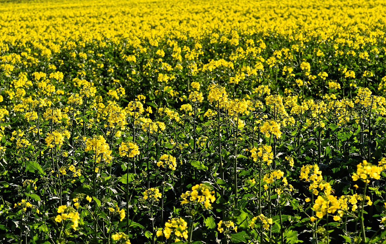 油菜籽 。示意圖。 (圖：pixabay)