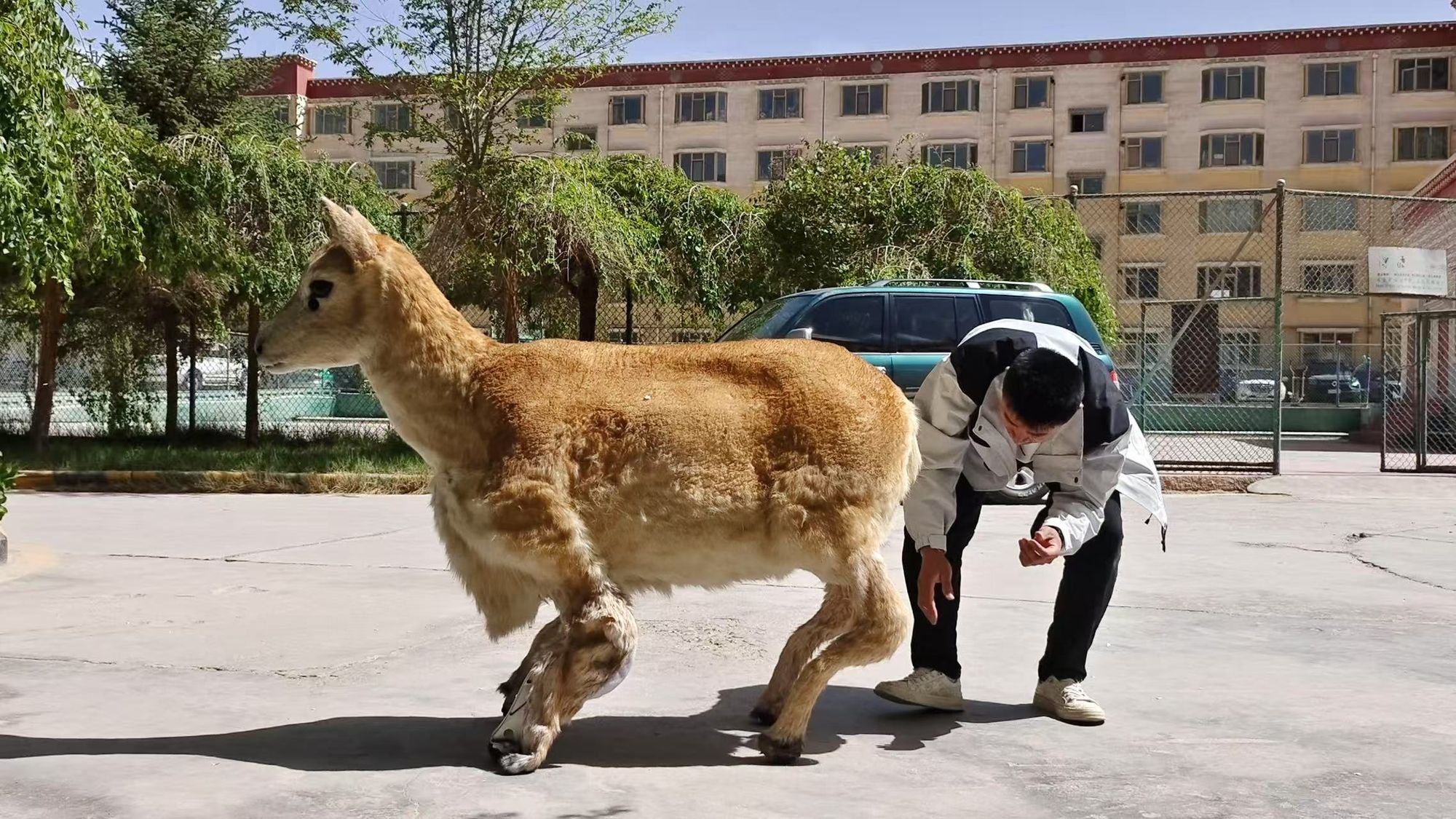 圖為一名技術人員在中國青海省正為機器羚羊做檢測。2025年5月22日拍攝。 (AFP)