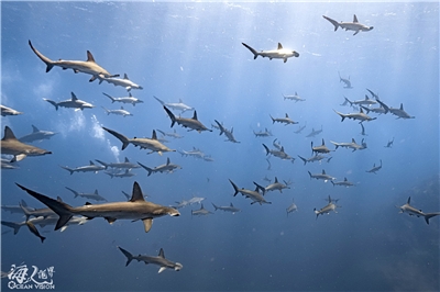 在日本伊豆半島可以看到成群鎚頭鯊的壯觀場面（京太郎提供）