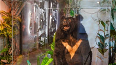 世界宗教博物館兒童館展出小黑熊的生命故事。(宗博館提供)