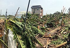 颱風丹娜絲7月6日深夜於嘉義布袋登陸，造成中南部多處停水、停電、房屋破損及淹水。圖為嘉義一處香蕉園遭強風吹襲，一片狼藉。