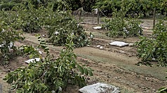 中央災害應變中心4日表示，近日豪雨造成農產業損失近新台幣1.2億元，以高雄市、嘉義縣和苗栗縣損失較為嚴重。（資料照／高雄市農業局提供）