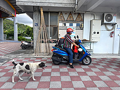 中央氣象署12日發布颱風楊柳陸上警報，為避免花蓮
馬太鞍溪上游堰塞湖災害，光復鄉下午實施預防性撤
離，大馬村香草場部落居民騎乘摩托車載著家當，準
備前往收容所。(圖 : 中央社)
