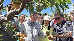 行政院長卓榮泰 （前右3）16日到台東關心釋迦等農作災損，並指示農損從寬認定，免勘項目有必要還可以再調整。
