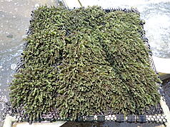 碳封存涉及地下地質構造等複雜的技術過程，要確保操作的安全性，並防範可能的環境風險。圖為「大型藻類養殖與碳匯技術研究計畫」在陸域水槽中進行的海葡萄(綠藻類)養殖量化研究。（資料照/國海院提供）