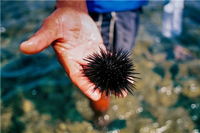 海膽撈捕量減少，價格飆升。 (示意圖/Unsplash)