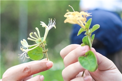 馬祖南竿珠螺社區發展協會推動在地創生，種植馬祖原生植物金銀花，帶動觀光產業發展。（圖：馬祖南竿珠螺社區發展協會理事長吳健忠提供）
