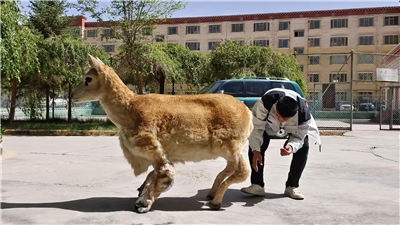 圖為一名技術人員在中國青海省正為機器羚羊做檢測。2025年5月22日拍攝。 (AFP)