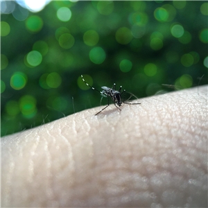 屈公熱(Chikungunya fever，又譯基孔肯雅熱、屈公病)主要經由蚊子傳播。(pixabay圖庫)