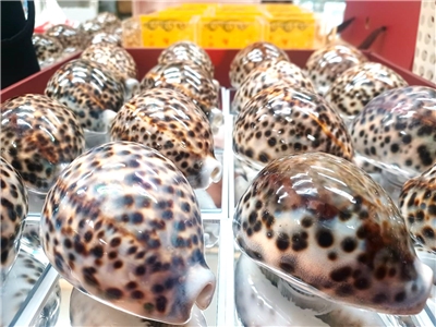 黑星寶螺  本照片轉載自貝殼美術館  粉絲頁    