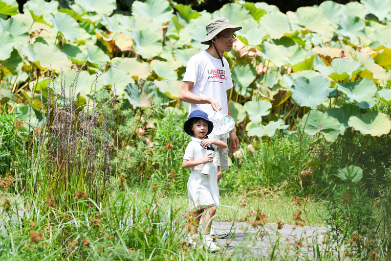 天氣炎熱高溫，民眾漫步在台北關渡自然公園。(資料照片)
