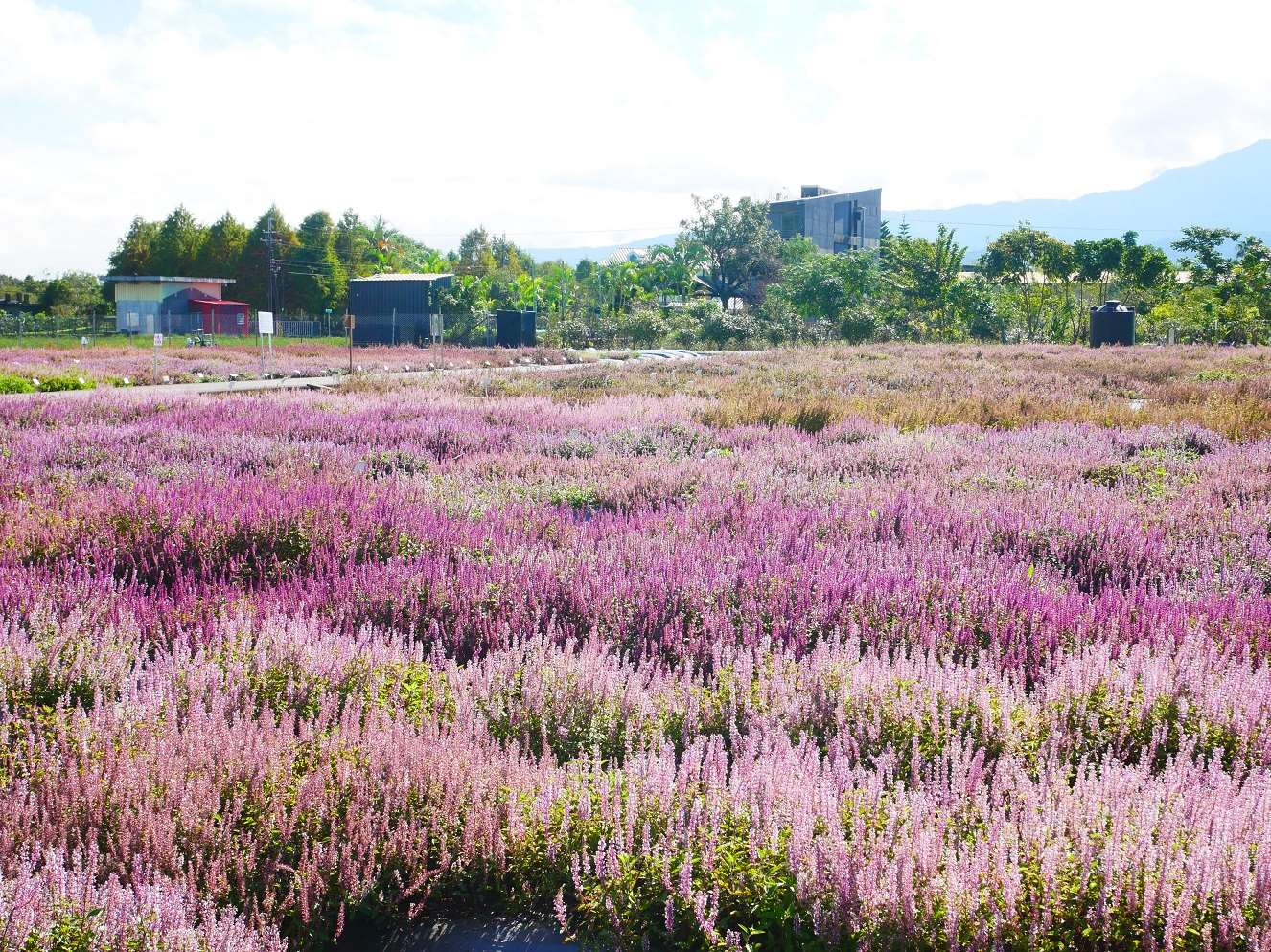 新品種仙草  本照片由花蓮農改場提供