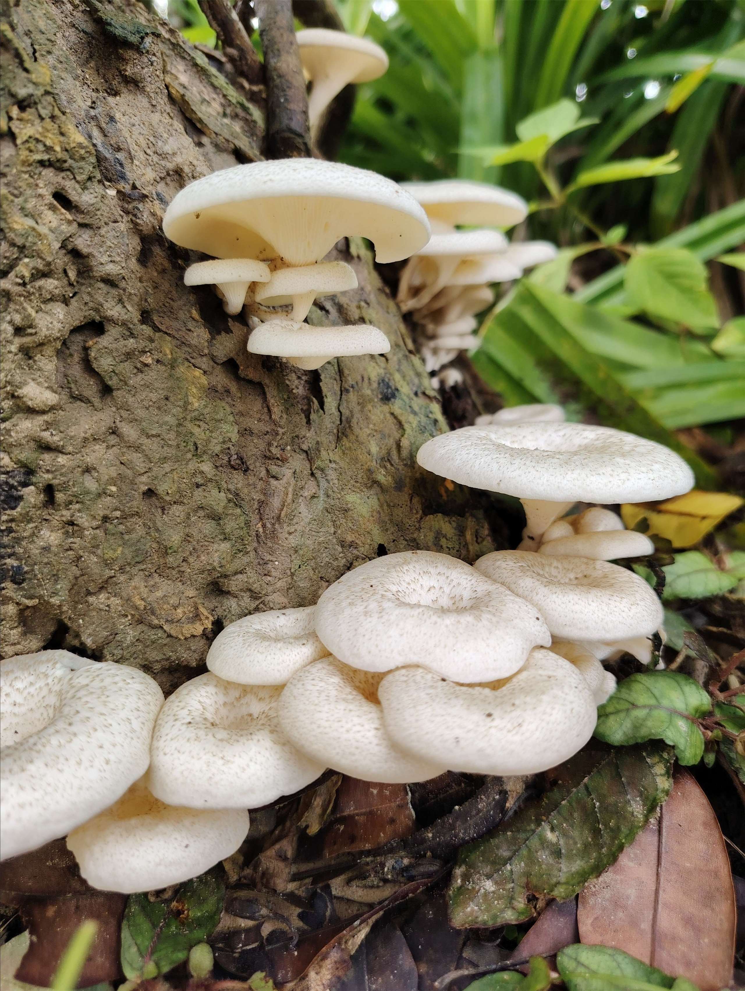 因為連日下雨，家中院子長出香茹(圖:汶萊聽友林妙恩拍攝提供)