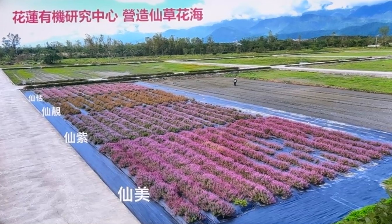 花蓮農改場28日在農業部舉行仙草新品種發表會，介紹新育成的 4種仙草品種仙恬、仙觀、仙紫與仙美。4個仙草新品種具備「可 看、可吃、可保健、可營造生態」的多重價值，不僅 為傳統仙草產業注入新活力，也為休閒農業景觀與養 生保健開創新局。 中央社記者汪淑芬攝 114年8月28日