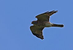赤腹鷹幼鳥。（屏東縣野鳥學會監事蔡乙榮提供）