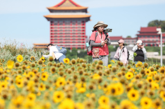颱風遠離，天氣恢復高溫炎熱型態，圖為台北大佳河濱公園向日葵盛開，賞花民眾穿著長袖衣物防曬。(資料照片)
