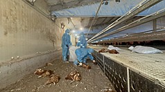 彰化縣芳苑鄉某蛋雞場雞隻異常死亡，經採樣送驗，確認感染新型H5N1亞型高病原性禽流感病毒，彰化縣動物防疫所19日晚間完成1萬3375隻蛋雞撲殺及消毒。（彰化縣政府提供）