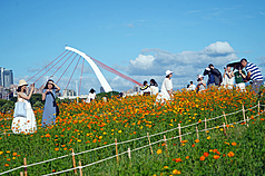 台北大佳河濱公園正值花海盛開，不少民眾把握好天氣出門賞花。(中央社)
