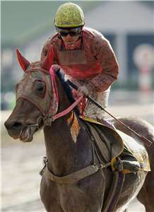 日本因屢戰屢敗成名的賽馬春麗（Haru-urara）2004年出賽身影。(AFP)