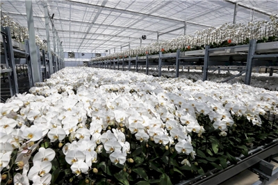 美國對台灣的對等關稅(Reciprocal Tariff)實施逾1個月，除了製造業傳統產業面臨無薪假、減班休息等負面效應，農業則以養殖漁業的台灣鯛、花卉產業的蘭花衝擊最大。(示意圖／總統府)