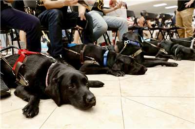 目前全台18隻醫療輔助犬皆由「台灣導盲犬協會」與「台灣輔助犬公益基金會」所培育、訓練。(圖：臺北榮民總醫院FB)