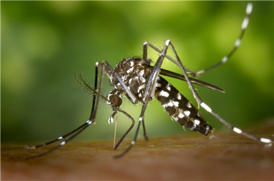 屈公熱(Chikungunya fever，又譯基孔肯雅熱、屈公病)主要經由蚊子傳播。示意圖。(pixabay圖庫)