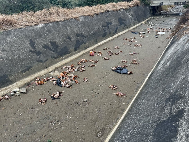 苗栗縣後龍出海口大排26日發現遭丟棄大量死雞，縣府28日表示，經採樣送驗，死雞確診H5N1亞型高病原性禽流感，來源疑與台中地區養禽場有關，目前持續調查釐清中。
