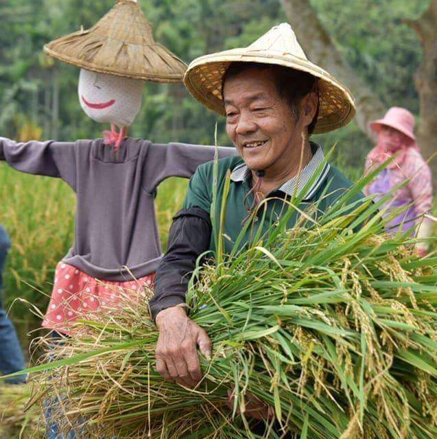 雲林古坑華南村快樂收割中