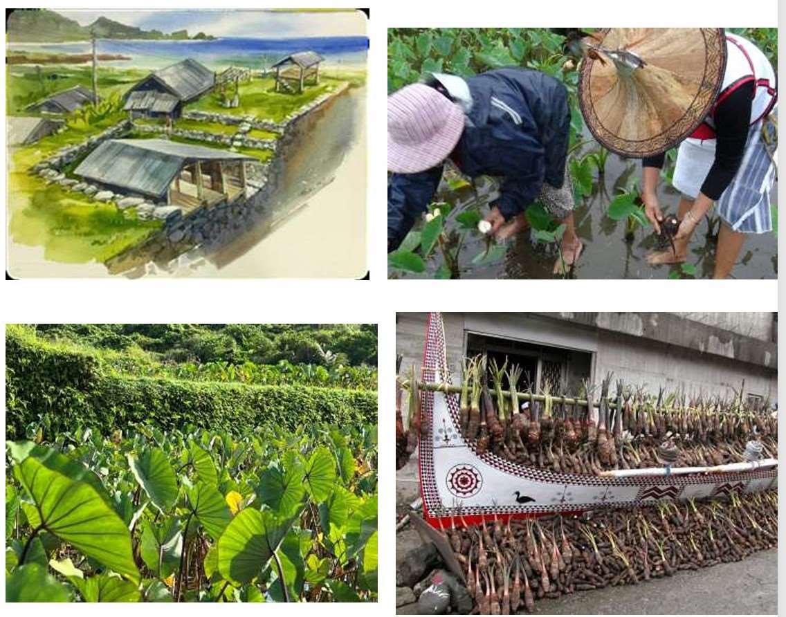 蘭嶼達悟族的生活照─蔡慧敏老師提供