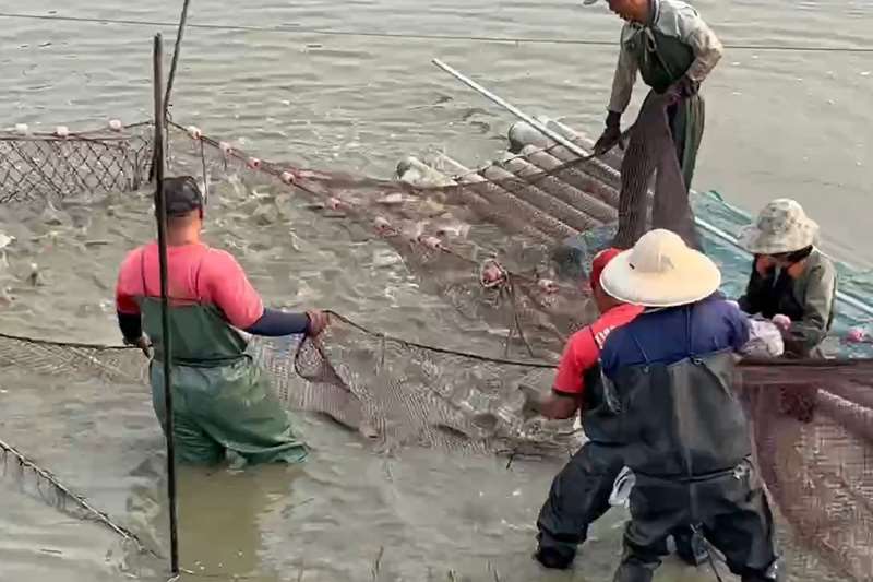 台美關稅降至15%，台灣鯛（吳郭魚）協會理事長郭建賢16日表示，對加工業者及貿易商來說，會更安心而願意下單，他看好今年台灣鯛輸美會成長。圖為台灣鯛養殖魚塭作業情形。 (圖：中央社)