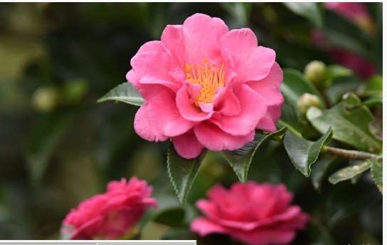 2026茶花展在台北花卉試驗中心展出