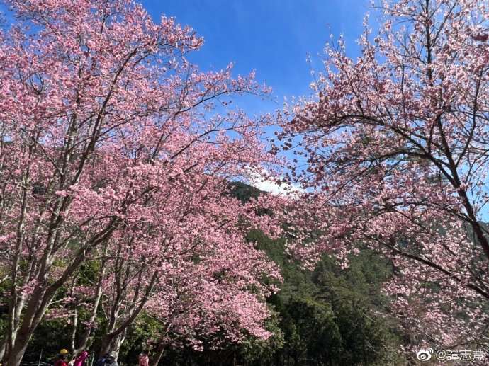 台灣櫻迷每年必訪的朝聖之地武陵農場