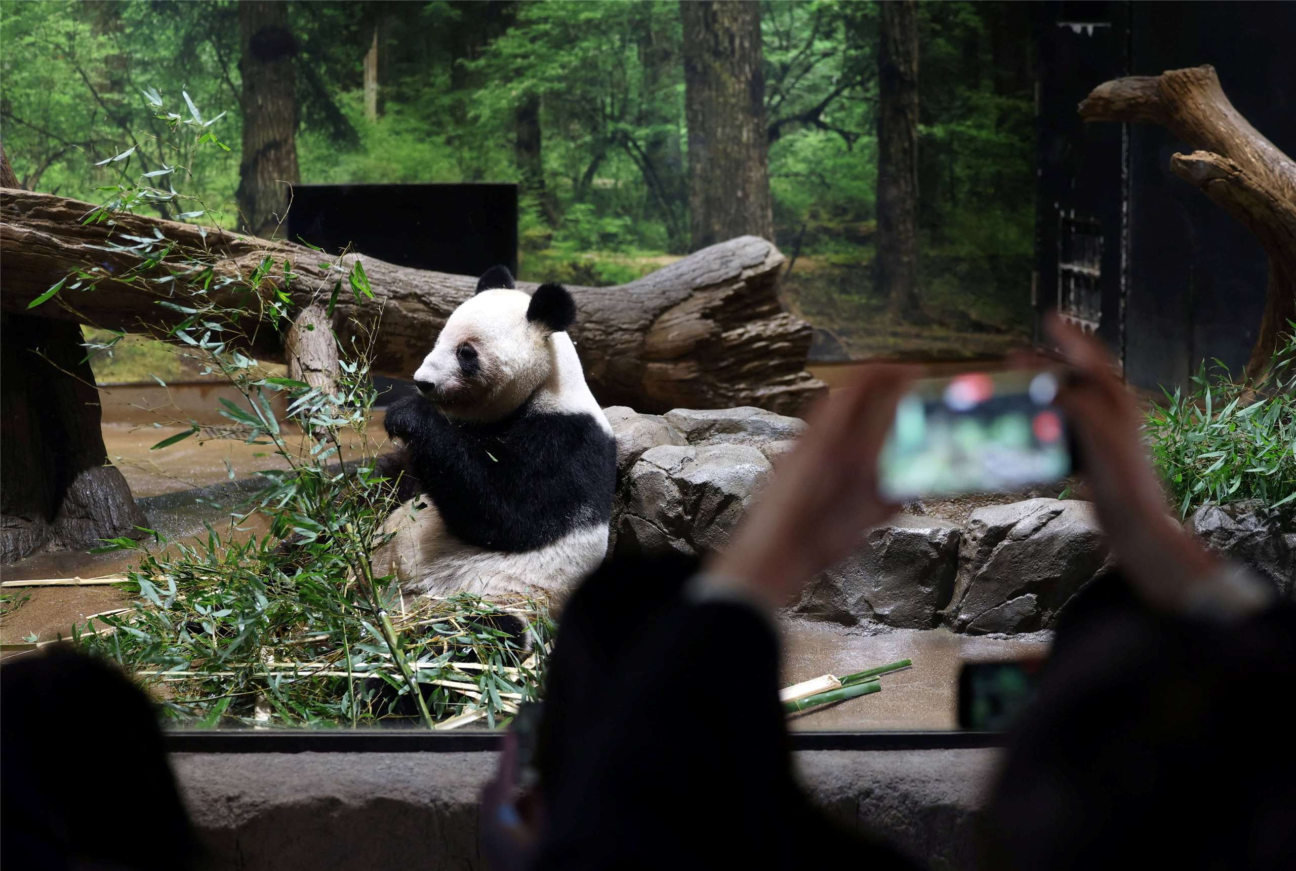 粉絲湧入上野動物園向大貓熊告別。