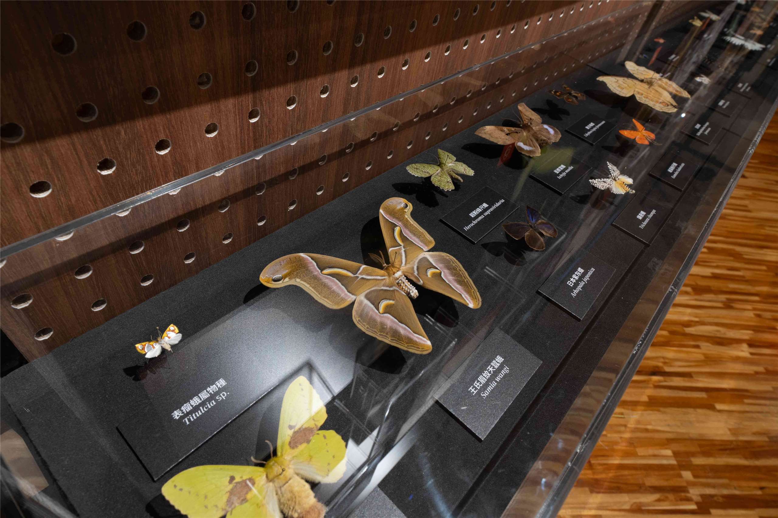 臺博館「島嶼飛行—臺灣蝶蛾生存記」特展