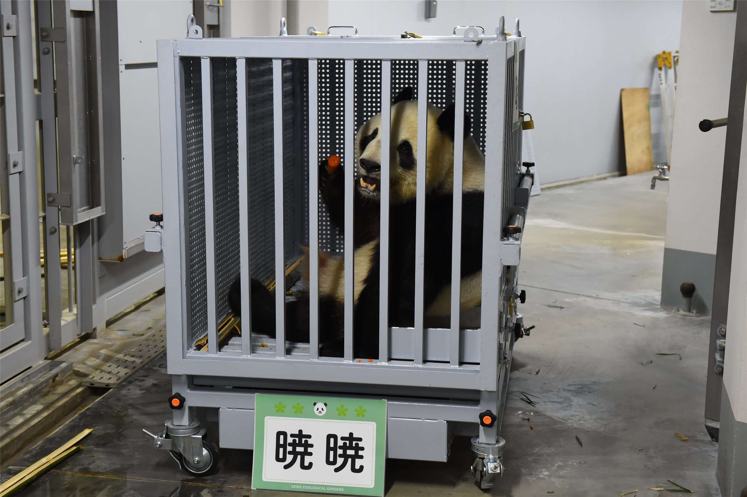東京都上野動物園27日將大熊貓「曉曉」與「蕾蕾」送往成田機場搭機返回中國。(X@UenoZooGardens)