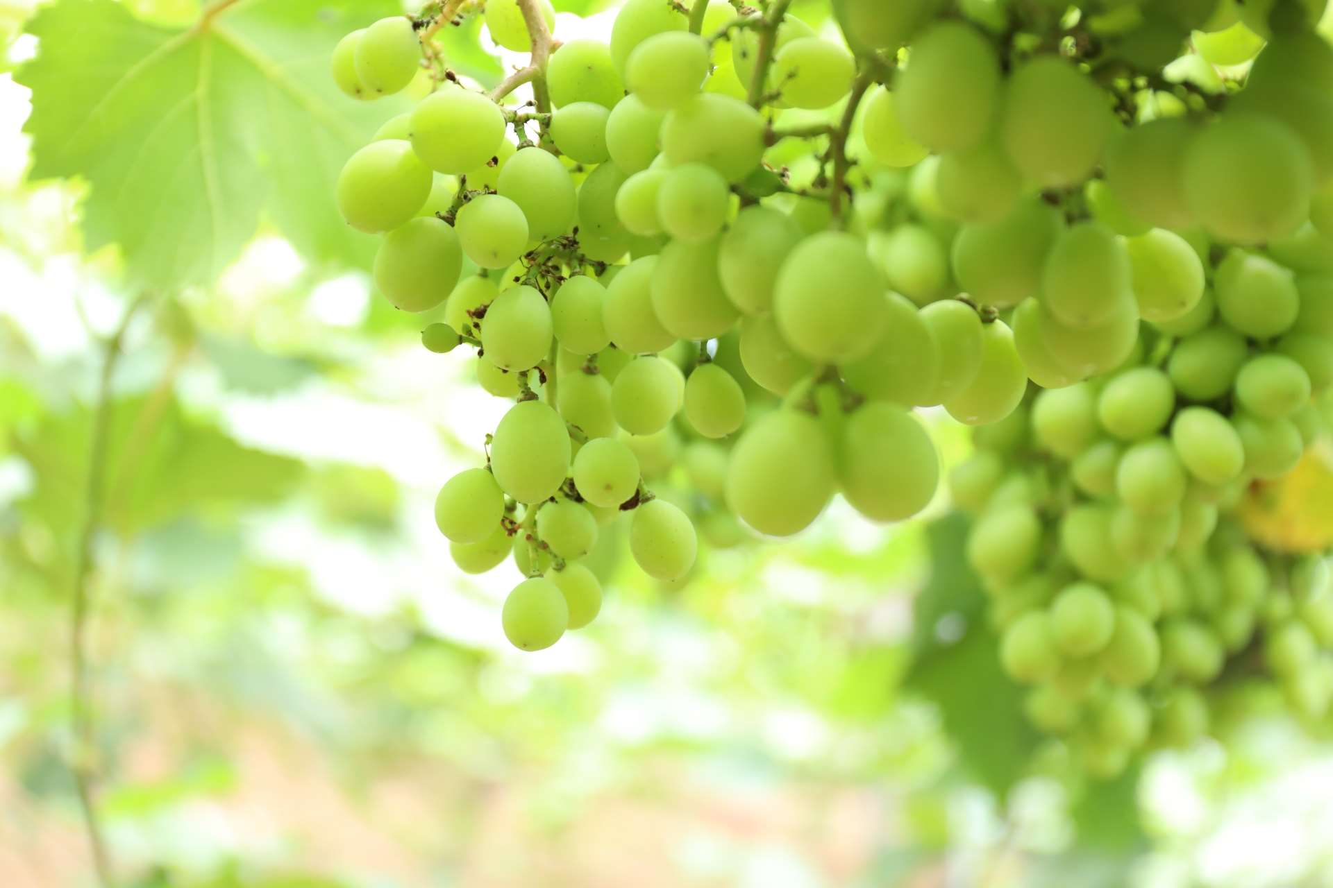 「青提」紅了：從甜點名稱引發的語言誤會