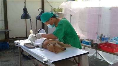 犬貓絕育。（高雄市農業局提供）