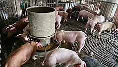 元旦起有條件恢復使用廚餘養豬，為防非法載運與餵飼廚餘成防疫破口。(示意圖/中央社)
