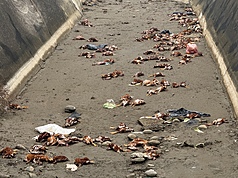 苗栗縣後龍鎮外埔里王爺宮大排接近出海口處，26日發現遭丟棄大量死雞。
