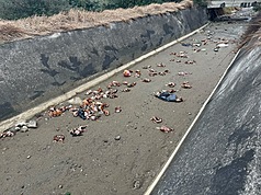 苗栗縣後龍出海口大排26日發現遭丟棄大量死雞，縣府28日表示，經採樣送驗，死雞確診H5N1亞型高病原性禽流感，來源疑與台中地區養禽場有關，目前持續調查釐清中。
