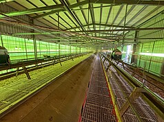 台中市豐原區豐康畜牧場未主動通報病死雞自行掩
埋，最後確診禽流感，市府29日派員前往案場進行全
場撲殺，雞屍則送往化製場處理。
（台中市政府提供）
