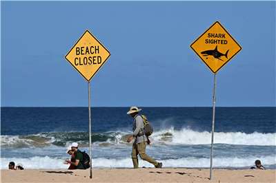 圖為雪梨北部海灘的鯊魚攻擊警告牌。 (AFP)