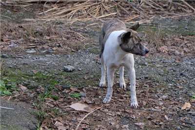 農業部統計，全台約有14.1萬隻遊蕩犬。為改善近年遊蕩犬引發的人犬衝突與生態干擾，農業部開發「犬蹤地圖」APP，邀全民下載，協助補強犬群分布及數量等基礎管理資訊。示意圖。 (圖：中央社)