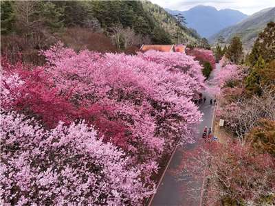 武陵農場櫻花季盛開美景。(武陵農場提供)