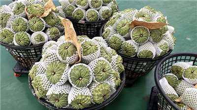 台東鳳梨釋迦外銷萎縮，立委莊瑞雄與陳瑩籲速啟動產銷調節。 (圖：中央社檔案照)