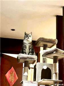 聽友魏鴻拍攝提供，竉物貓灰灰原本是隻流浪貓