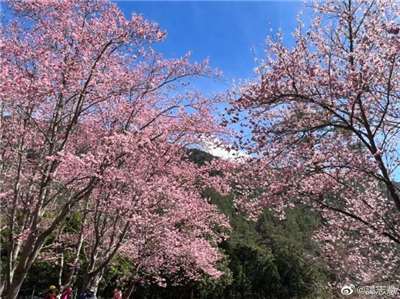 台灣櫻迷每年必訪的朝聖之地武陵農場