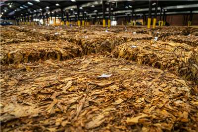 越南將從2027年起對香菸徵收絕對消費稅，稅率將逐步提高。圖為菸草資料照。(翻攝Pexels.com)

