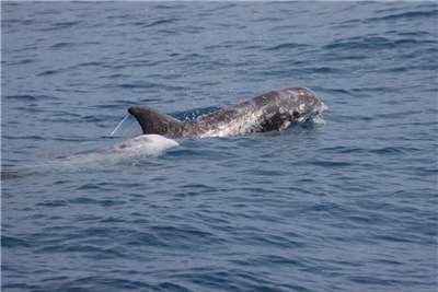 用身體寫日記的花紋海豚